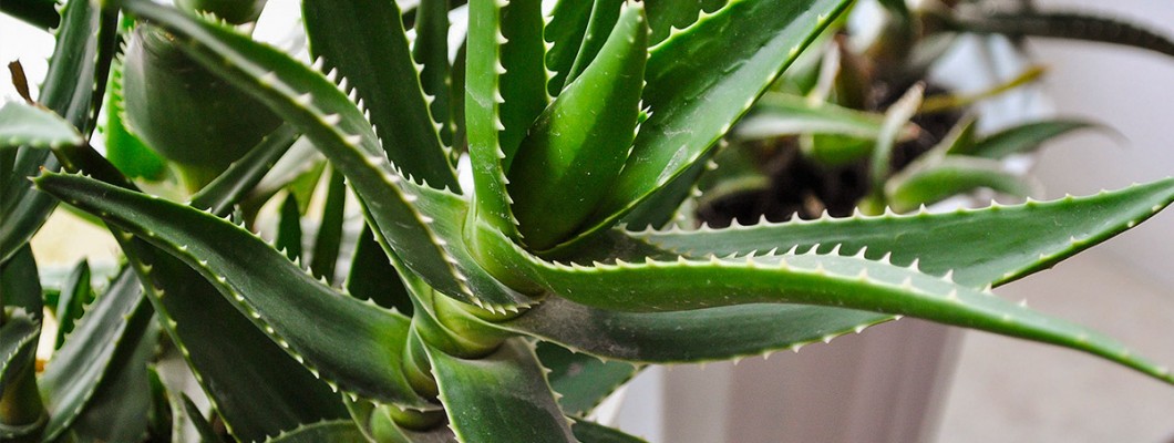 Aloe vera bitkisi - necə yetişdirilir? (Faydaları)